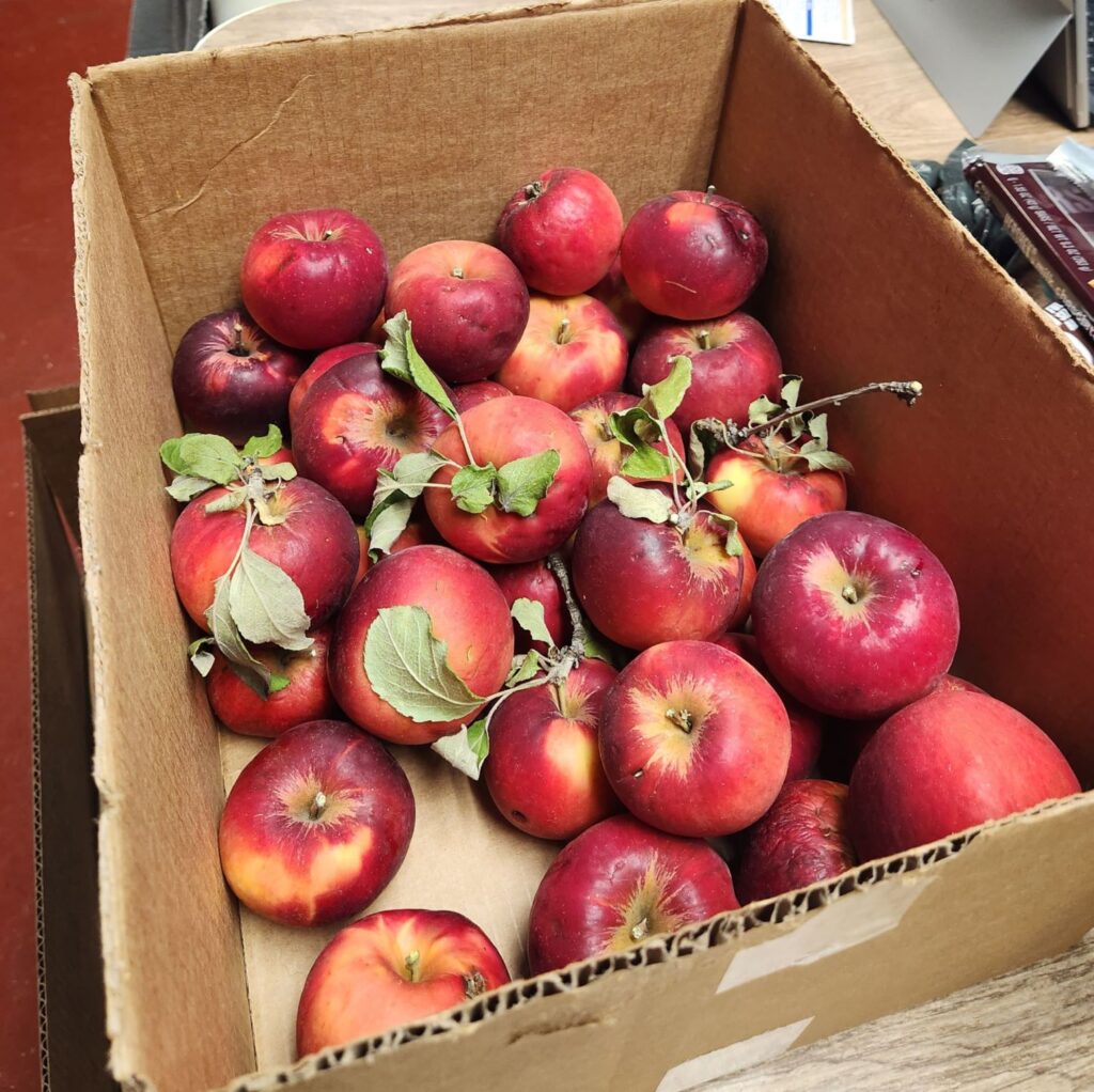 box of red apples